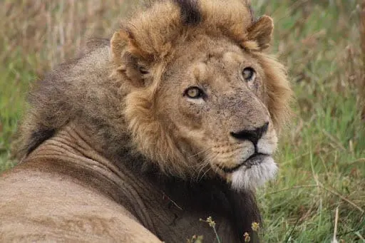 Adopt a lion_P4_Zikwra_s mate