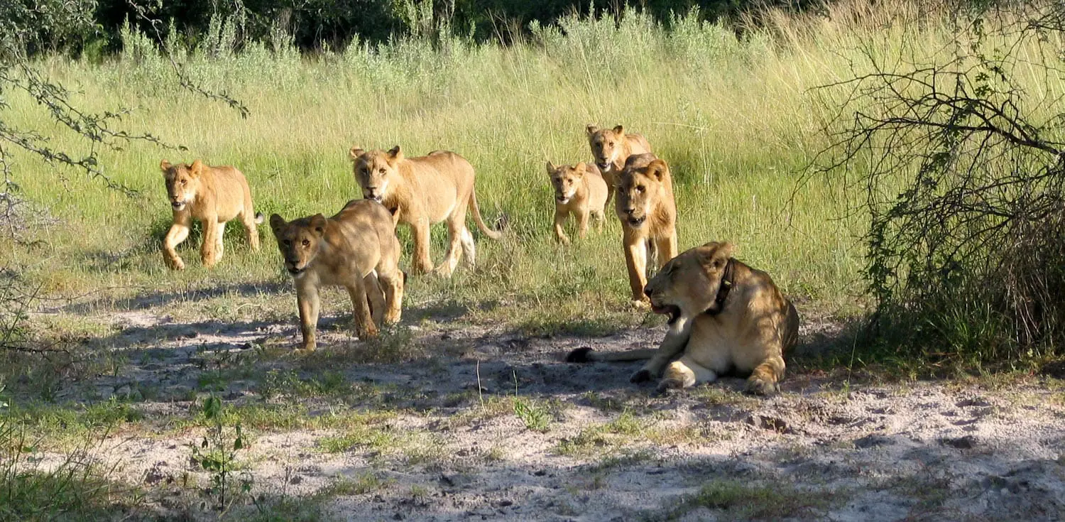 Lion Claws Botswana