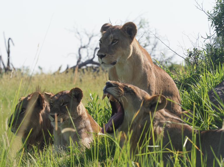 Lions in the grass