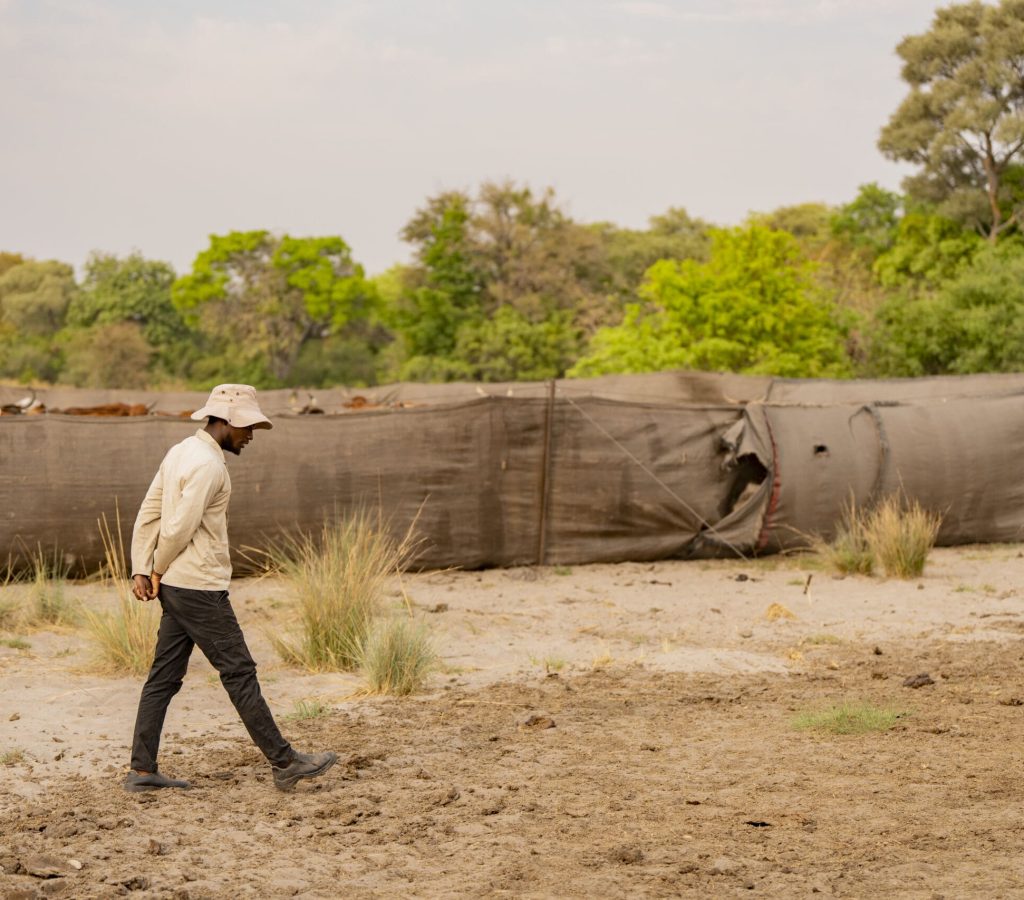 Lenyolei Kethoagile, a CLAWS Conservancy herder checking the ground for predator footprints, known as spoor, around the canvas mobile kraal in Eretsha, Botswana. This community is the first to implement CLAWS Conservancy’ communal herding program. The program seeks to resurrect a traditional system of herding to reverse the impacts of overgrazing on the landscape, reduce human-lion conflict, and support prosperous communities.