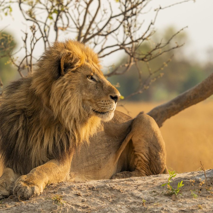 Collared male lion (Panthera leo) named Twashwena resting on an old termite mound in NG12, in the Okavango Delta, Botswana.