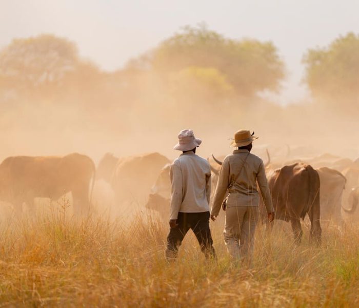 CLAWS Conservancy herders/eco-rangers walking cattle to grazing in Eretsha, Botswana. This community is the first to implement CLAWS Conservancy’ communal herding program. The program seeks to resurrect a traditional system of herding to reverse the impacts of overgrazing on the landscape, reduce human-lion conflict, and support prosperous communities.